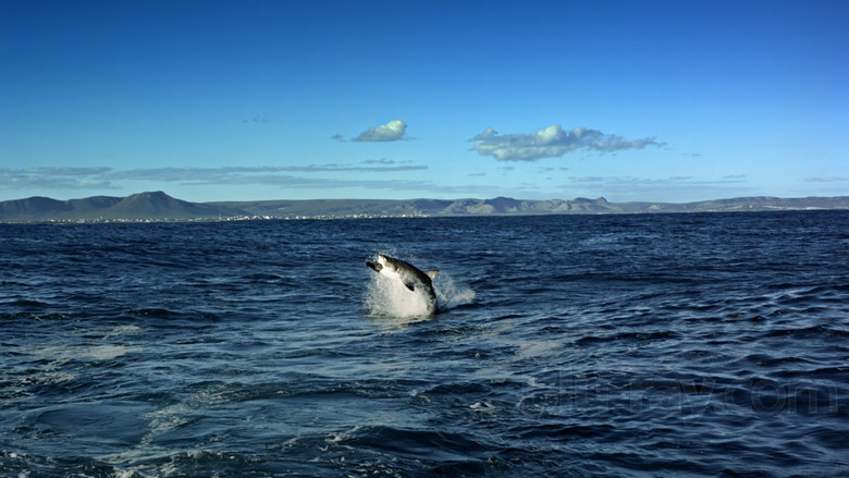 кадр из фильма IMAX : Extreme Nature Collection