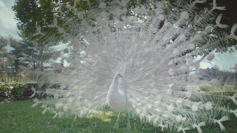 кадр из фильма Love Is Blind