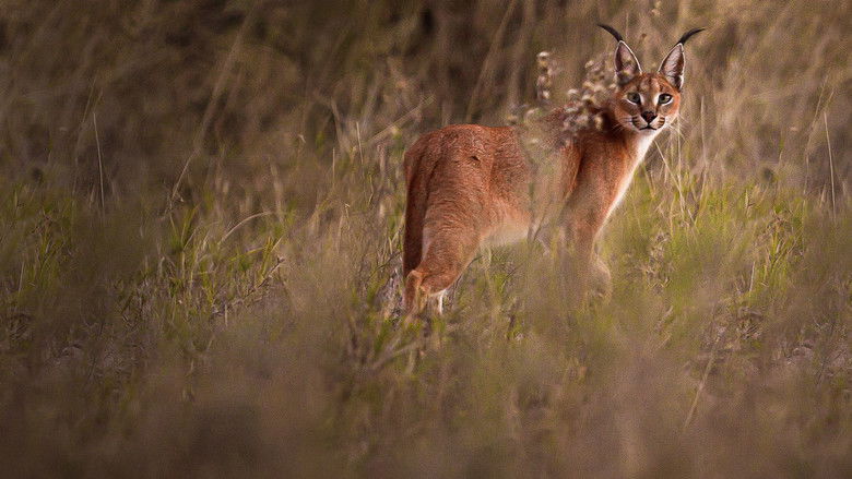 кадр из фильма Shadow Cats