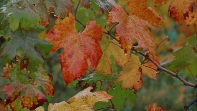 кадр из фильма Il pianeta azzurro