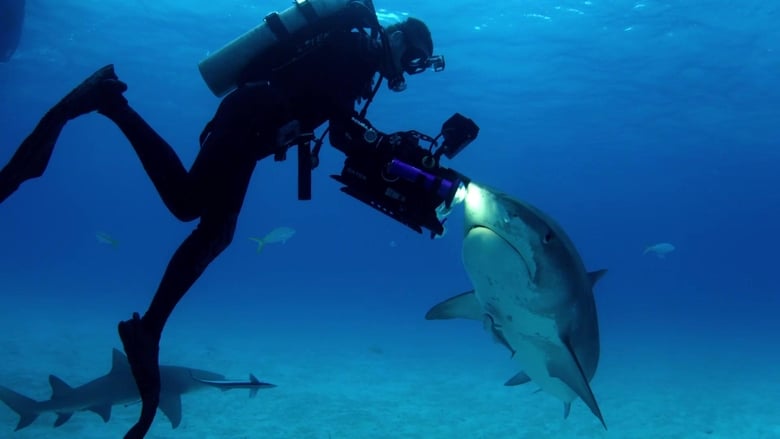 кадр из фильма Shark Dive