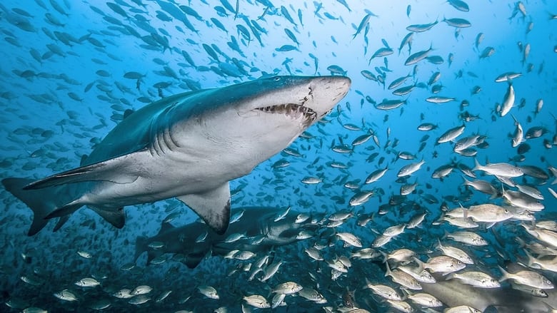 кадр из фильма Dans Le Sillage Des Requins - La Vie Secrète