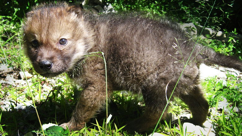 кадр из фильма 重返·狼群