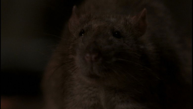 кадр из фильма The Rats