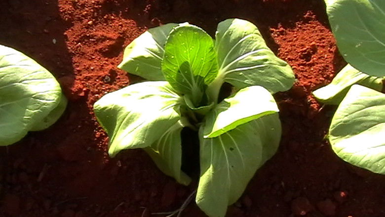 кадр из фильма El Jardín