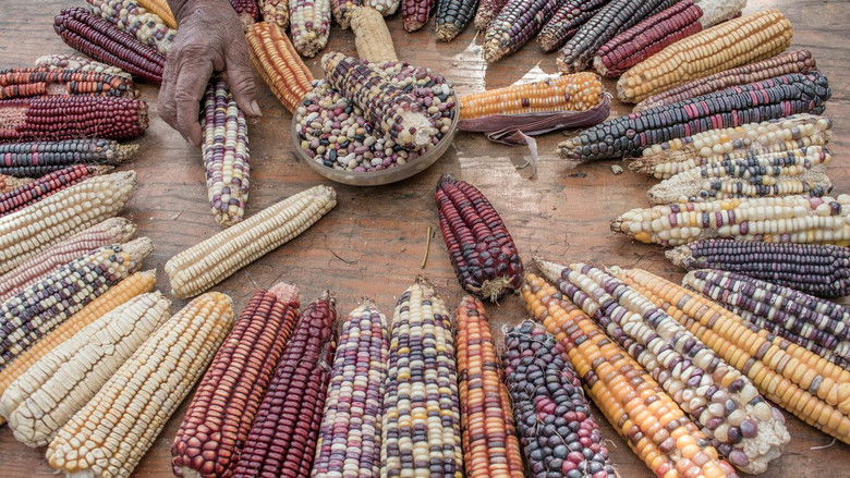 кадр из фильма Semillas, el legado de la tierra