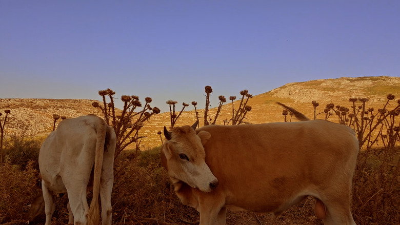 кадр из фильма Τα Τζιτζίκια