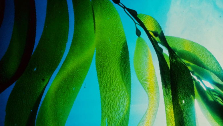 кадр из фильма Seaweed Stories