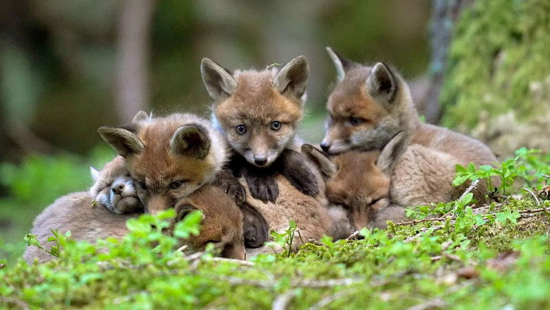 кадр из фильма Das Tote Gebirge: Wunderwelt in Österreich