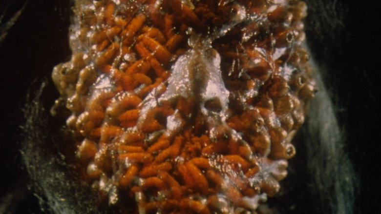 кадр из фильма Чёрная кошка