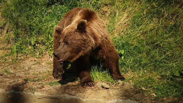 кадр из фильма Roumanie, le charme des Balkans