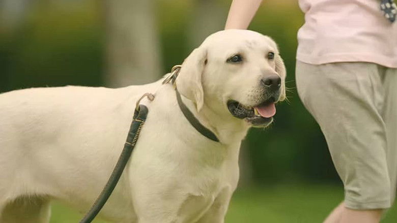 кадр из фильма 神犬出击