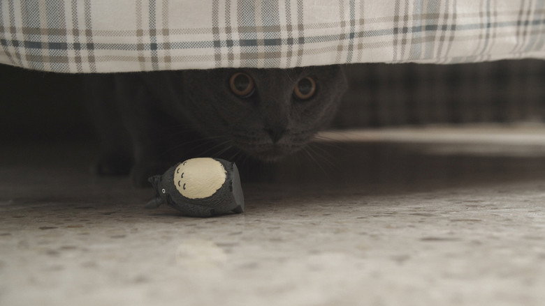 кадр из фильма Mordisquitos