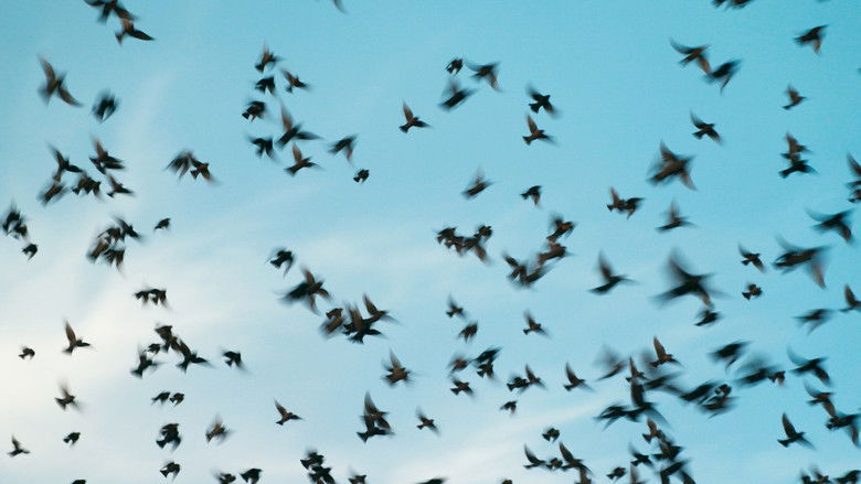 кадр из фильма La memoria del vuelo