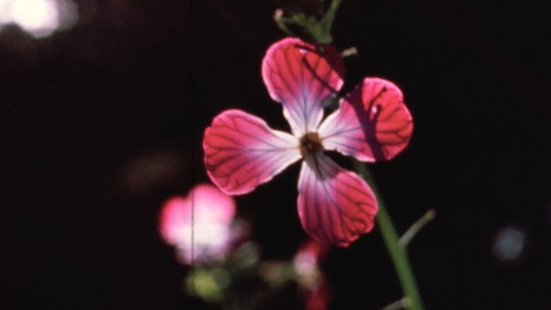 кадр из фильма Arbor Vitae