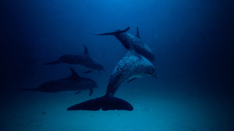 кадр из фильма Атлантида - Создания моря