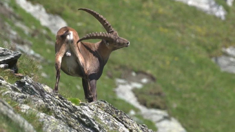 кадр из фильма Vad Dráva - A kétarcú folyó