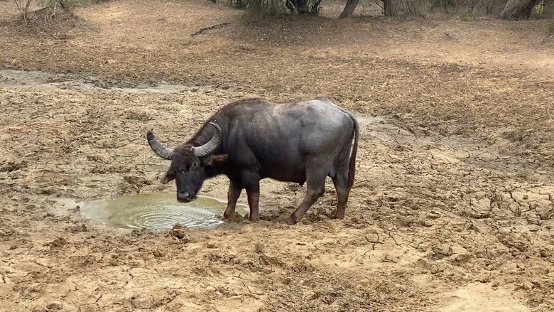 кадр из фильма Safari