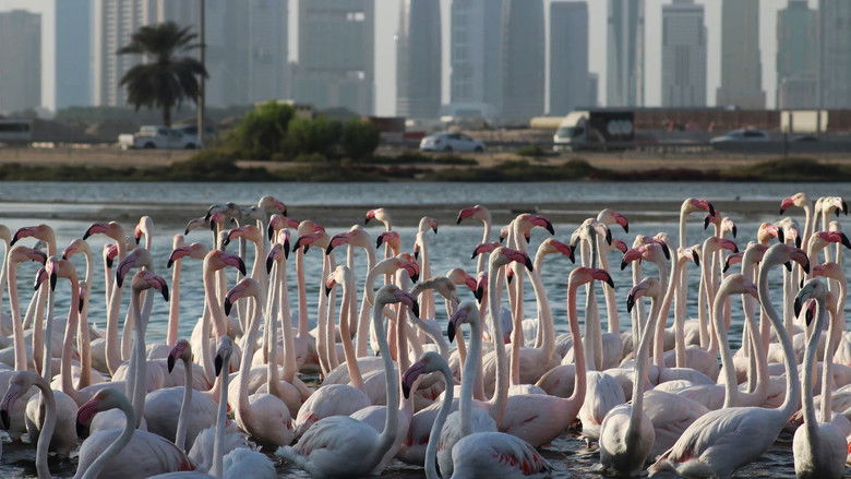 кадр из фильма Wild Dubai