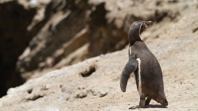 кадр из фильма South America Untamed