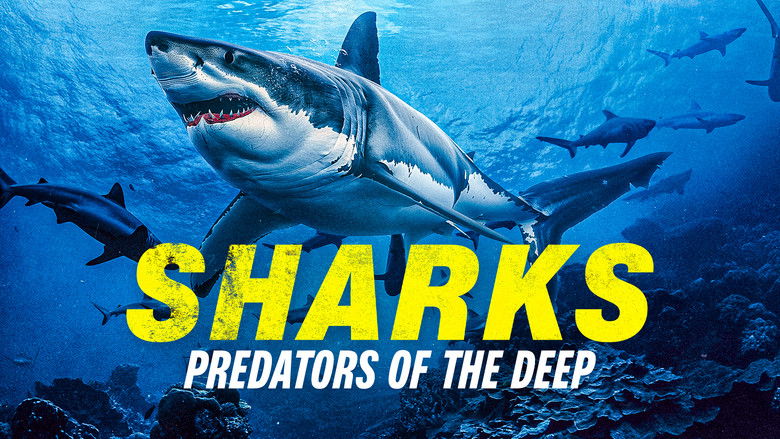кадр из фильма Sharks: Predators of the Deep