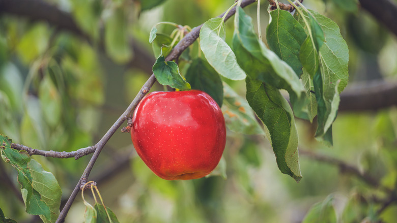 кадр из фильма Волшебное яблоко