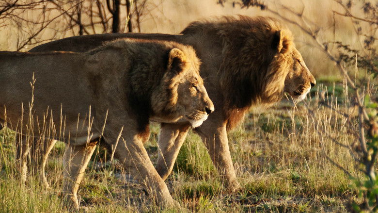 кадр из фильма Wild Botswana