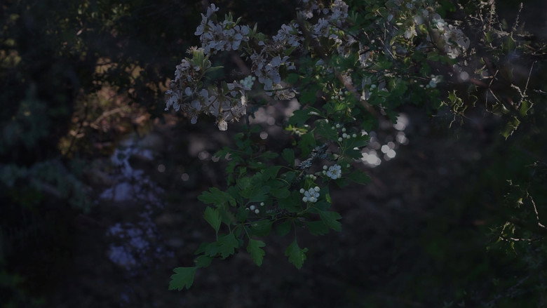 кадр из фильма Esrime