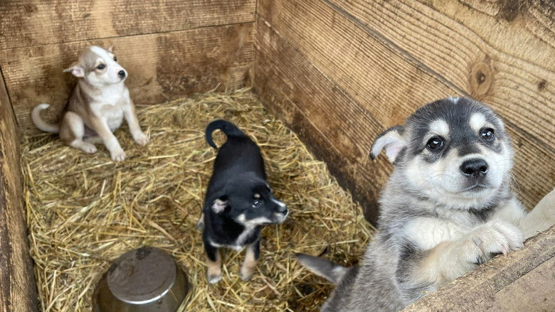 кадр из фильма 犬と戦争: ウクライナで私が見たこと