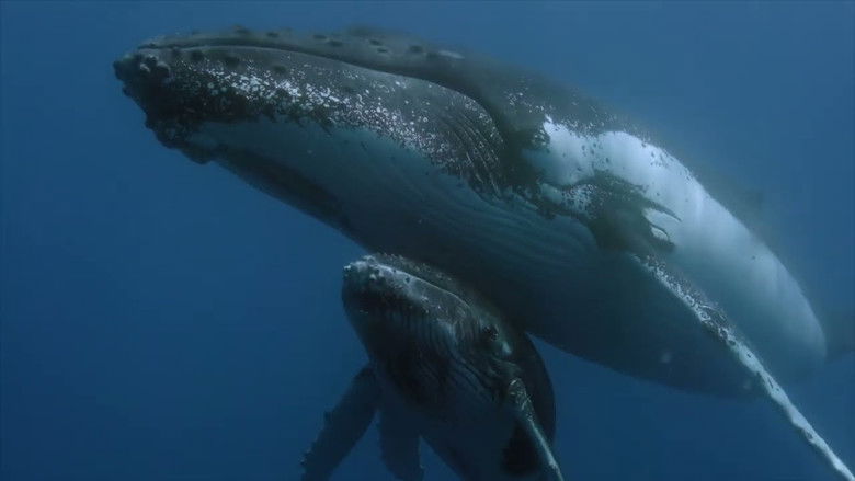 кадр из фильма Des baleines, des tortues et des hommes