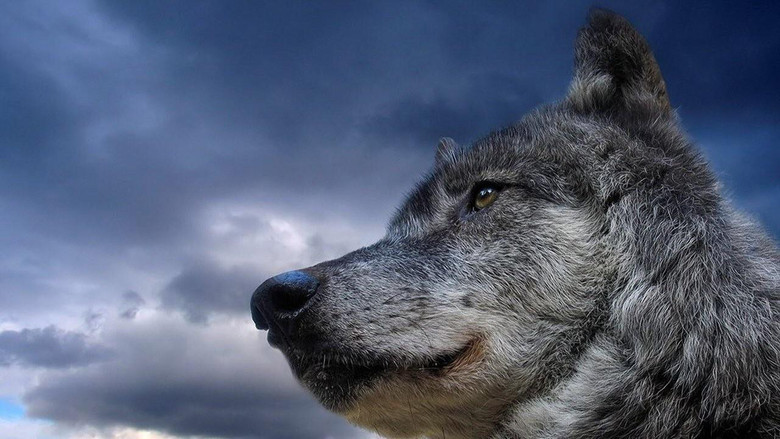 кадр из фильма Не кричи «Волки!»