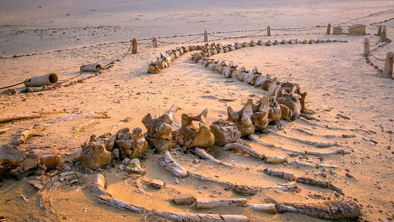 Egypt's Secret Valley of the Whales