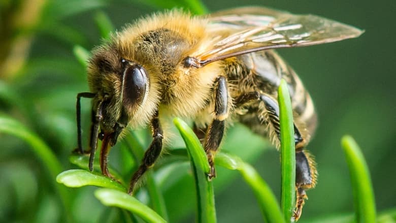 кадр из фильма Im Wald der wilden Bienen