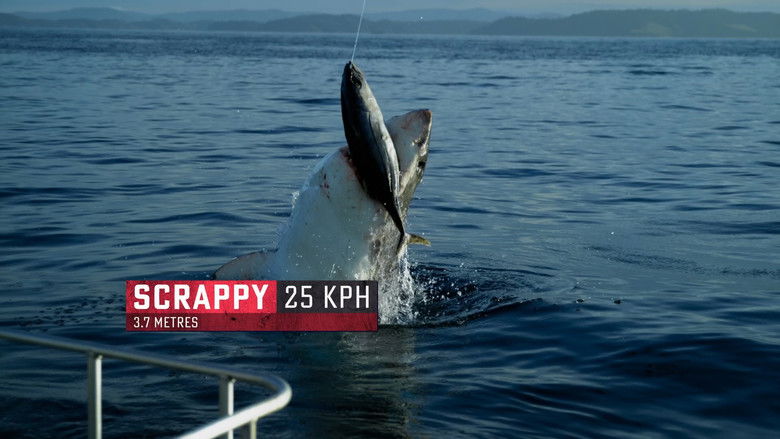 кадр из фильма Король акул