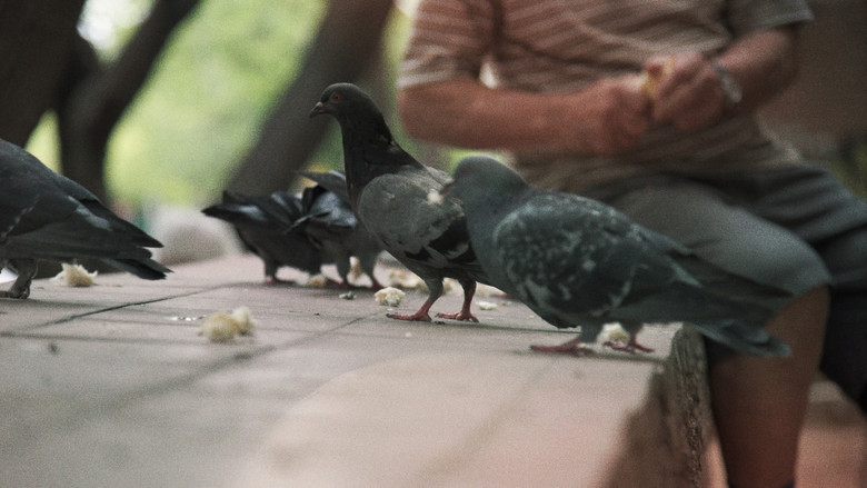 кадр из фильма Buscando al Hombre Paloma