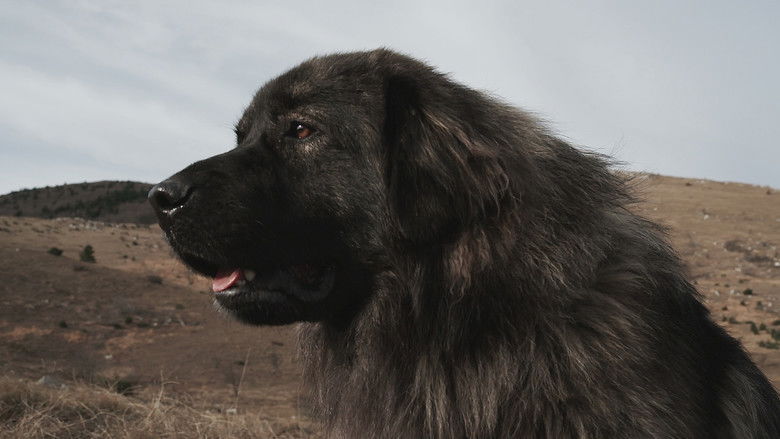 кадр из фильма Sinovi burje