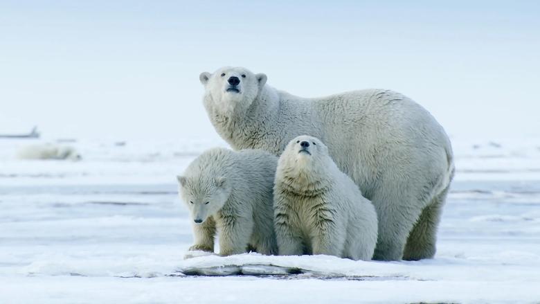 кадр из фильма The Arctic: Our Last Great Wilderness