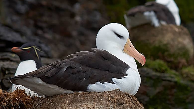 кадр из фильма Albatros et gorfou, une fable australe