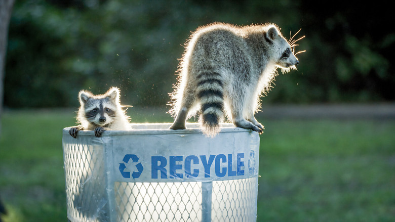 кадр из фильма Miami Wild