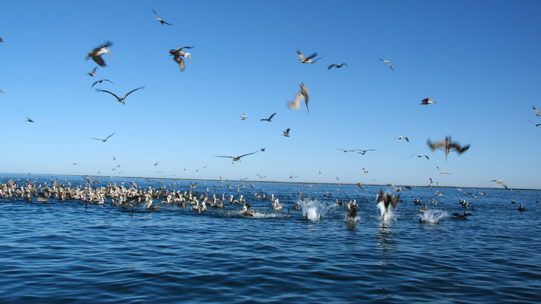 кадр из фильма Der wilde Pazifik - Die Schönheit des Lebens