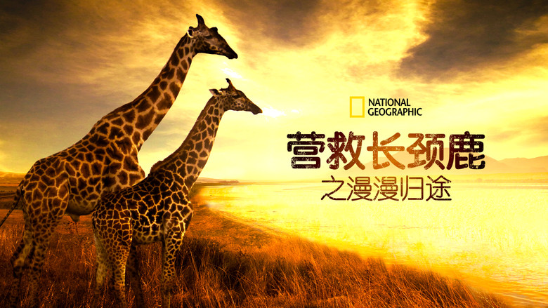 кадр из фильма Saving Giraffes: The Long Journey Home
