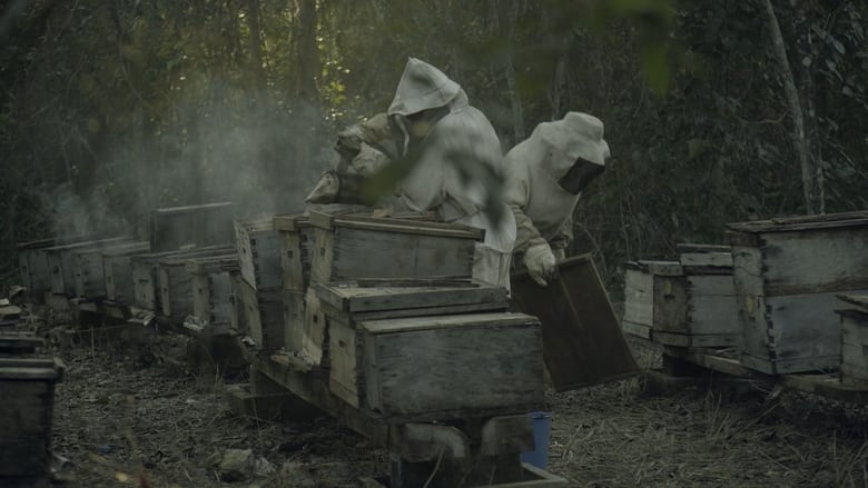 кадр из фильма ¿Qué les pasó a las abejas?