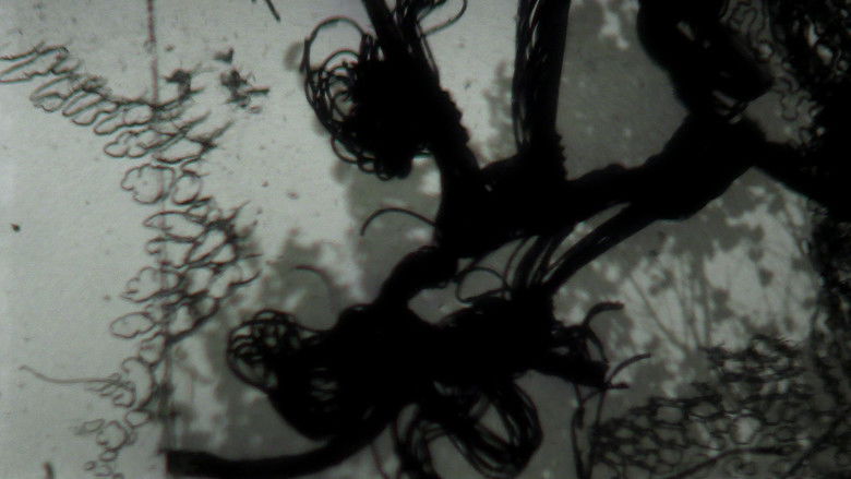 кадр из фильма Tactile Light Diary