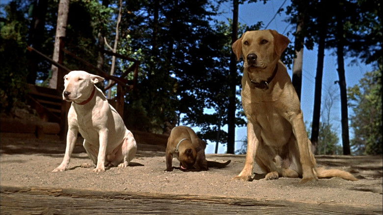 кадр из фильма Невероятное путешествие