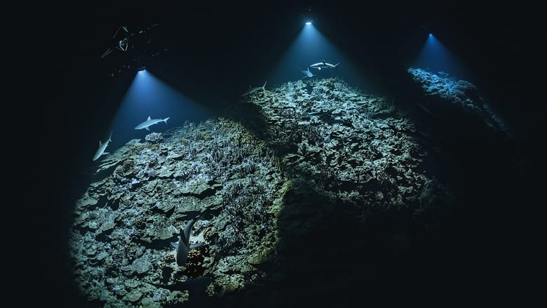 кадр из фильма 700 requins dans la nuit