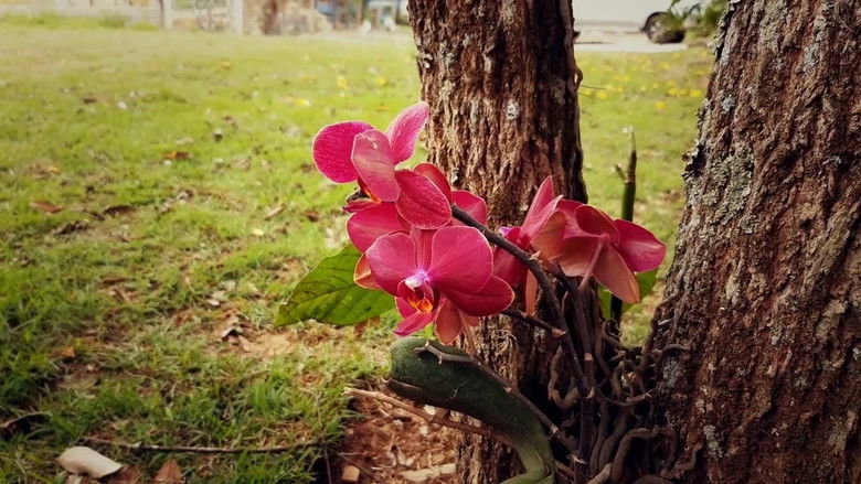 кадр из фильма Natureza