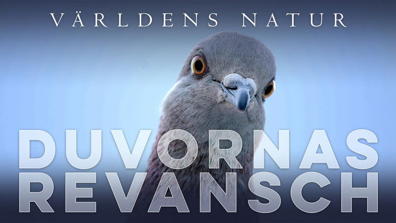 кадр из фильма The Pigeon Hustle