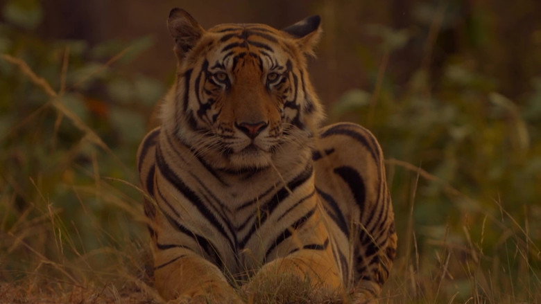 кадр из фильма Sundarbans, le dernier royaume du tigre
