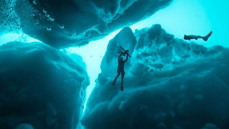 Sharks of the Icy North