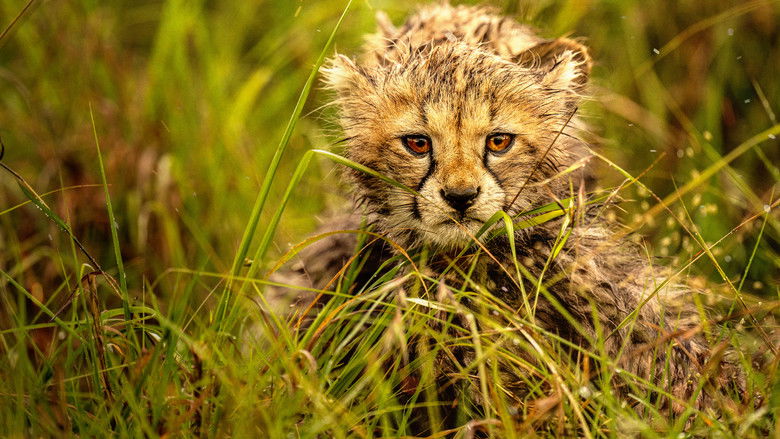 кадр из фильма The Way of the Cheetah